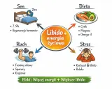 Wykres pokazuje, jak sen, dieta, ruch i stres wpływają na libido u mężczyzn. Dobre nawyki zwiększają energię i libido.