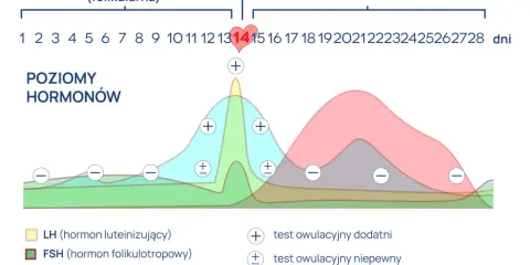 Wykres pokazuje poziomy hormonów w cyklu menstruacyjnym, z zaznaczoną owulacją. Obok znajdują się oznaczenia wyników testu na owulację.